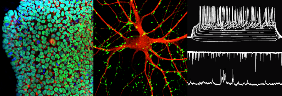 Pang Lab Rutgers Research – Pang Lab